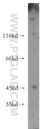 12956-1-AP - LIPA