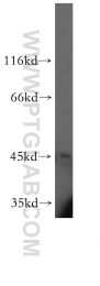 12956-1-AP - LIPA