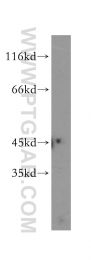 12956-1-AP - LIPA