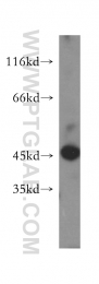 12956-1-AP - LIPA