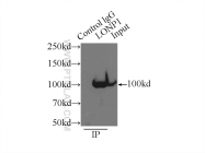 15440-1-AP - LONP1 / PRSS15