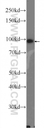 15440-1-AP - LONP1 / PRSS15