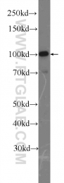 15440-1-AP - LONP1 / PRSS15