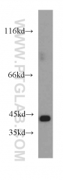 13224-1-AP - LRG1