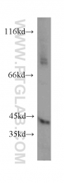 13224-1-AP - LRG1