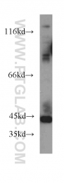 13224-1-AP - LRG1