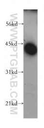 13224-1-AP - LRG1