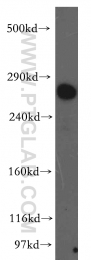 19700-1-AP - LRP2