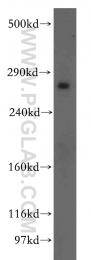 19700-1-AP - LRP2