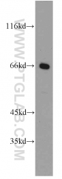 13845-1-AP - LRRC4C / NGL1