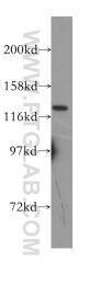 11537-1-AP - LRRC8D / LRRC5