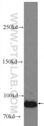 24666-1-AP - LRSAM1