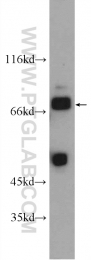 24666-1-AP - LRSAM1