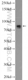 19546-1-AP - LRWD1