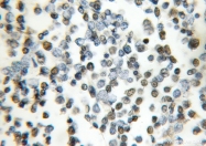 10963-1-AP - LSM2