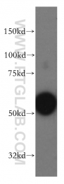 15593-1-AP - LSP1 / WP34