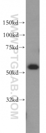 15593-1-AP - LSP1 / WP34