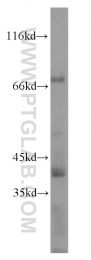 18216-1-AP - LSR / LISCH