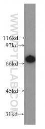13662-1-AP - LTA4H