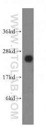 16055-1-AP - LYPLA1