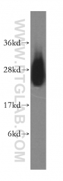 16055-1-AP - LYPLA1