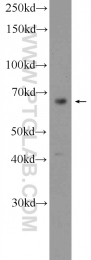 18738-1-AP - MAPK4 / ERK4