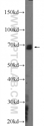 18738-1-AP - MAPK4 / ERK4
