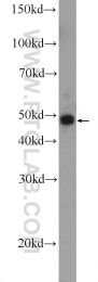 17337-1-AP - MAPK9 / JNK2