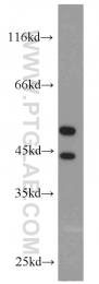 51153-1-AP - MAPK9 / JNK2