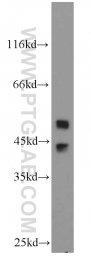 51153-1-AP - MAPK9 / JNK2