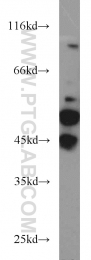 51153-1-AP - MAPK9 / JNK2