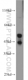 51153-1-AP - MAPK9 / JNK2