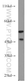 51153-1-AP - MAPK9 / JNK2