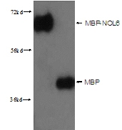 15089-1-AP - Maltose Binding Protein Tag / MBP-Tag