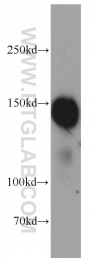 21166-1-AP - Myocardin-Like Protein 1