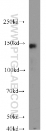 21166-1-AP - Myocardin-Like Protein 1