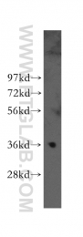 11719-1-AP - MNAT1 / RNF66
