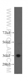 11719-1-AP - MNAT1 / RNF66