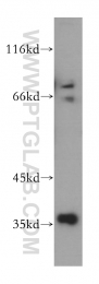 11719-1-AP - MNAT1 / RNF66