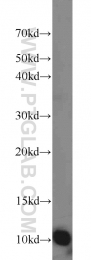 17884-1-AP - Mpv17-like protein / MPV17L