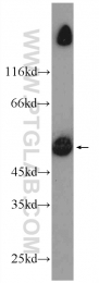 55464-1-AP - MURC