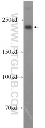 22282-1-AP - Myosin-1 / MYH1