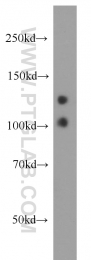 18828-1-AP - MYO16