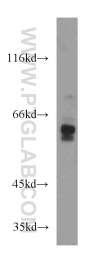 14833-1-AP - Nuclear protein NP60 / N-PAC