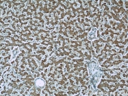 19703-1-AP - ND1