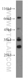 19703-1-AP - ND1