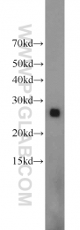 19703-1-AP - ND1