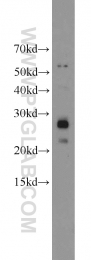 19703-1-AP - ND1