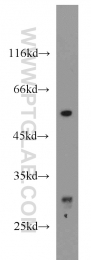 19703-1-AP - ND1
