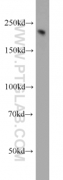 21471-1-AP - Neurofilament H (200 kD)